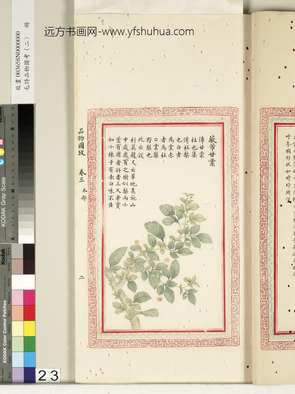 毛诗品物图考（二）册-蔽芾甘棠-