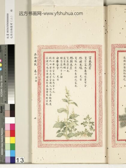 毛诗品物图考（二）册 言采其芹终朝采绿终朝采蓝白华菅兮 2.jpg