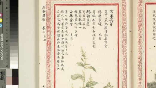 毛诗品物图考（二）册 言采其芹终朝采绿终朝采蓝白华菅兮 2.jpg