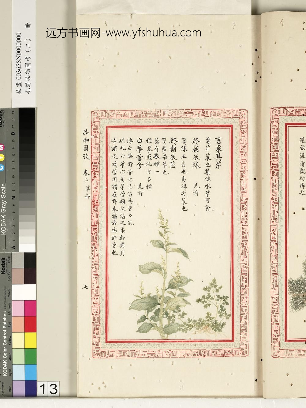 毛诗品物图考（二）册-言采其芹终朝采绿终朝采蓝白华菅兮-