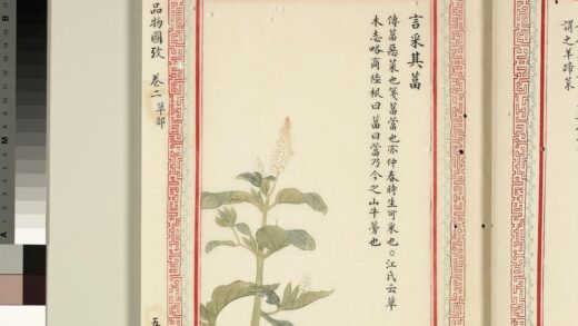 毛诗品物图考（二）册 言采其葍 1.jpg