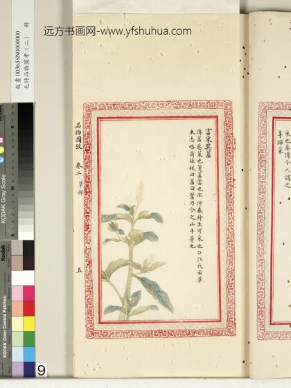 毛诗品物图考（二）册 言采其葍 2.jpg