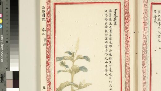 毛诗品物图考（二）册 言采其葍 2.jpg