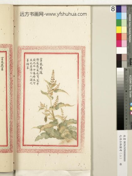 毛诗品物图考（二）册 言采其蓫 2.jpg