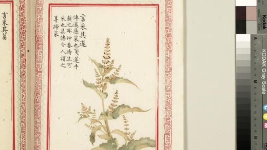 毛诗品物图考（二）册 言采其蓫 2.jpg