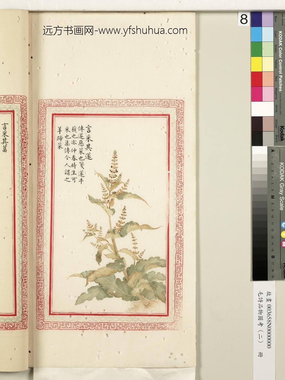 毛诗品物图考（二）册-言采其蓫-