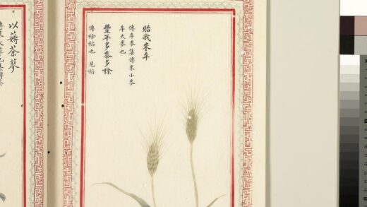 毛诗品物图考（二）册 贻我来牟丰年多黍多稌 1.jpg