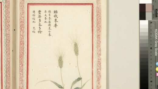毛诗品物图考（二）册 贻我来牟丰年多黍多稌 2.jpg
