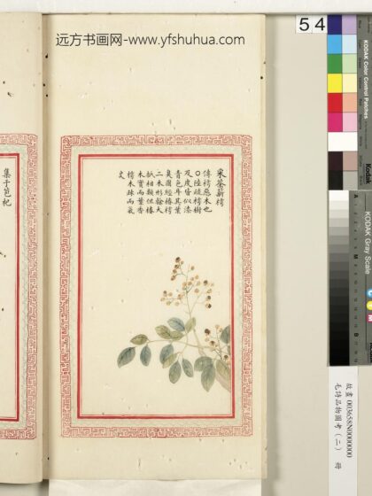 毛诗品物图考（二）册 采荼薪樗 2.jpg