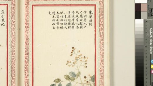 毛诗品物图考（二）册 采荼薪樗 2.jpg