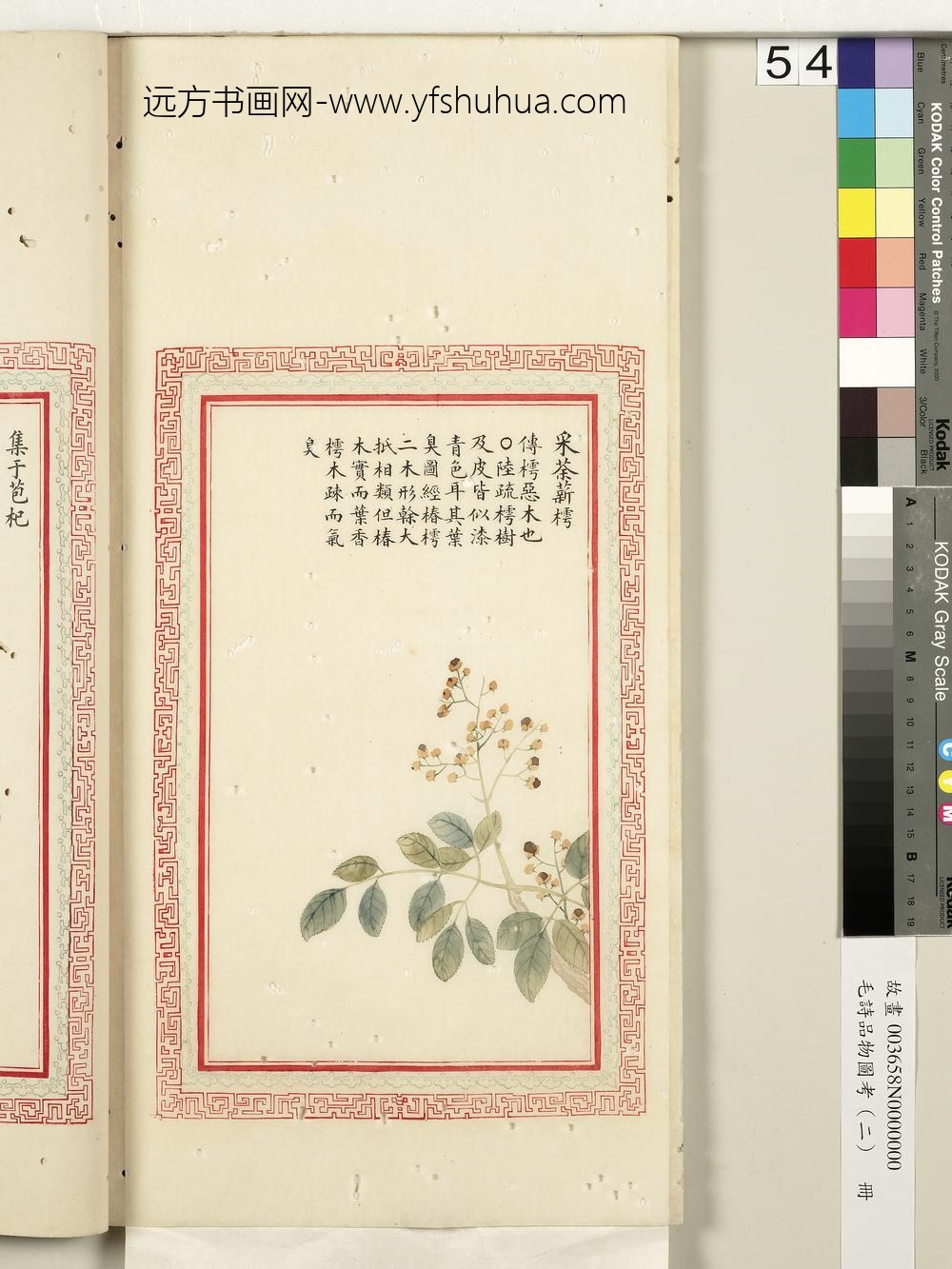 毛诗品物图考（二）册-采荼薪樗-