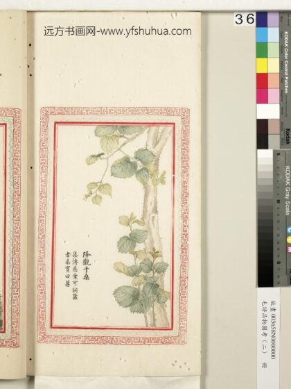 毛诗品物图考（二）册 降观于桑 2.jpg