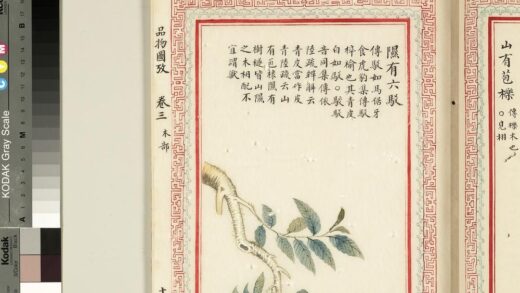 毛诗品物图考（二）册 隰有六驳 2.jpg