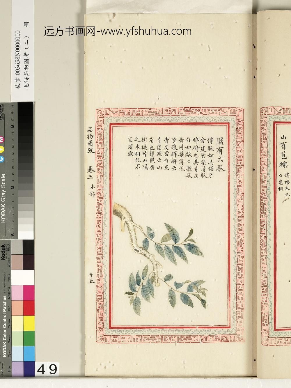 毛诗品物图考（二）册-隰有六驳-