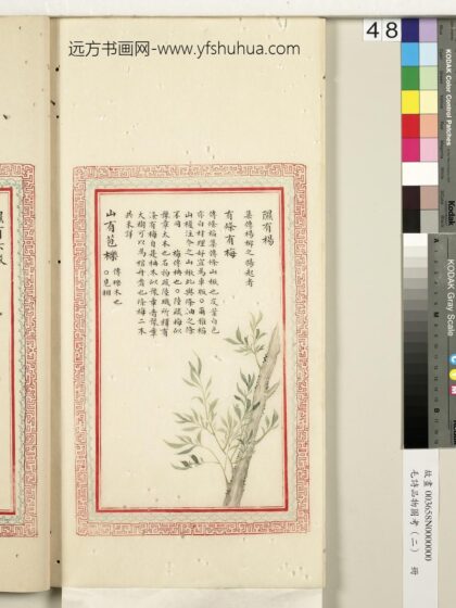 毛诗品物图考（二）册 隰有杨有条有梅山有苞栎 2.jpg