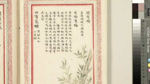 毛诗品物图考（二）册 隰有杨有条有梅山有苞栎 2.jpg