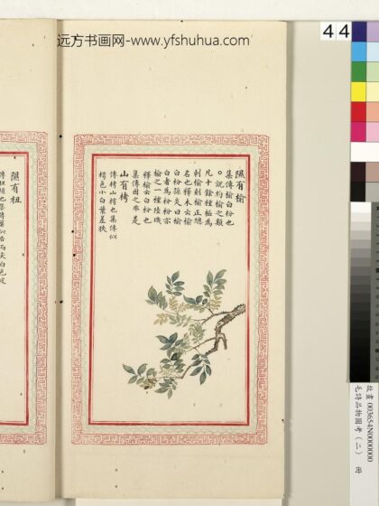 毛诗品物图考（二）册 隰有榆山有栲 1.jpg