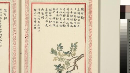 毛诗品物图考（二）册 隰有榆山有栲 1.jpg