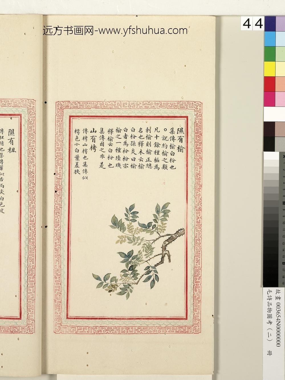 毛诗品物图考（二）册-隰有榆山有栲-