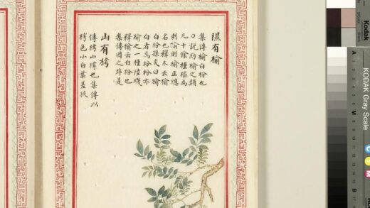 毛诗品物图考（二）册 隰有榆山有栲 2.jpg