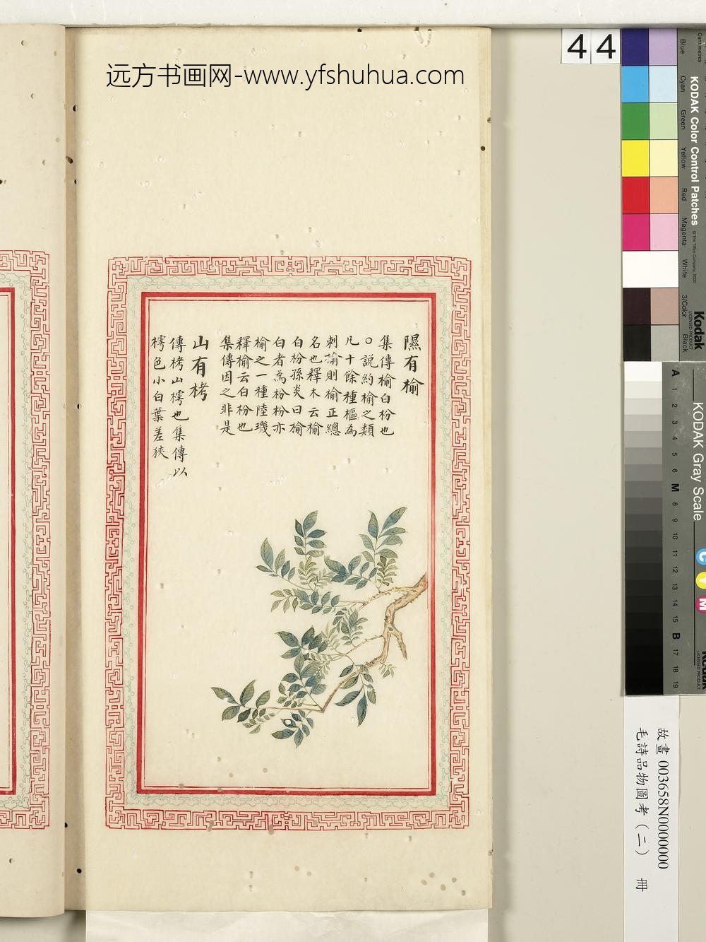 毛诗品物图考（二）册-隰有榆山有栲-