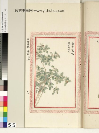 毛诗品物图考（二）册 集于苞杞 1.jpg