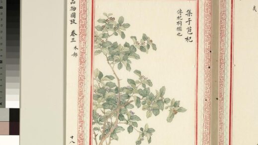毛诗品物图考（二）册 集于苞杞 1.jpg