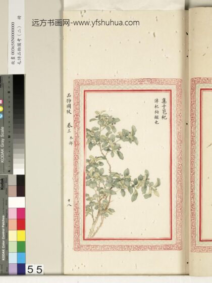 毛诗品物图考（二）册 集于苞杞 2.jpg