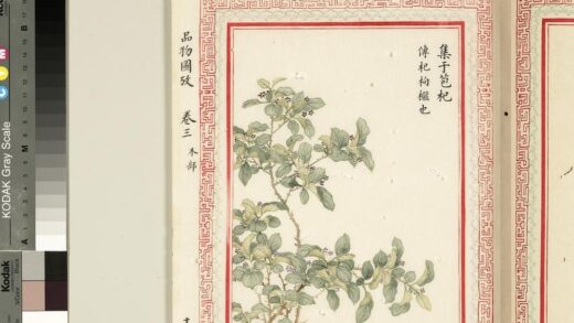 毛诗品物图考（二）册 集于苞杞 2.jpg