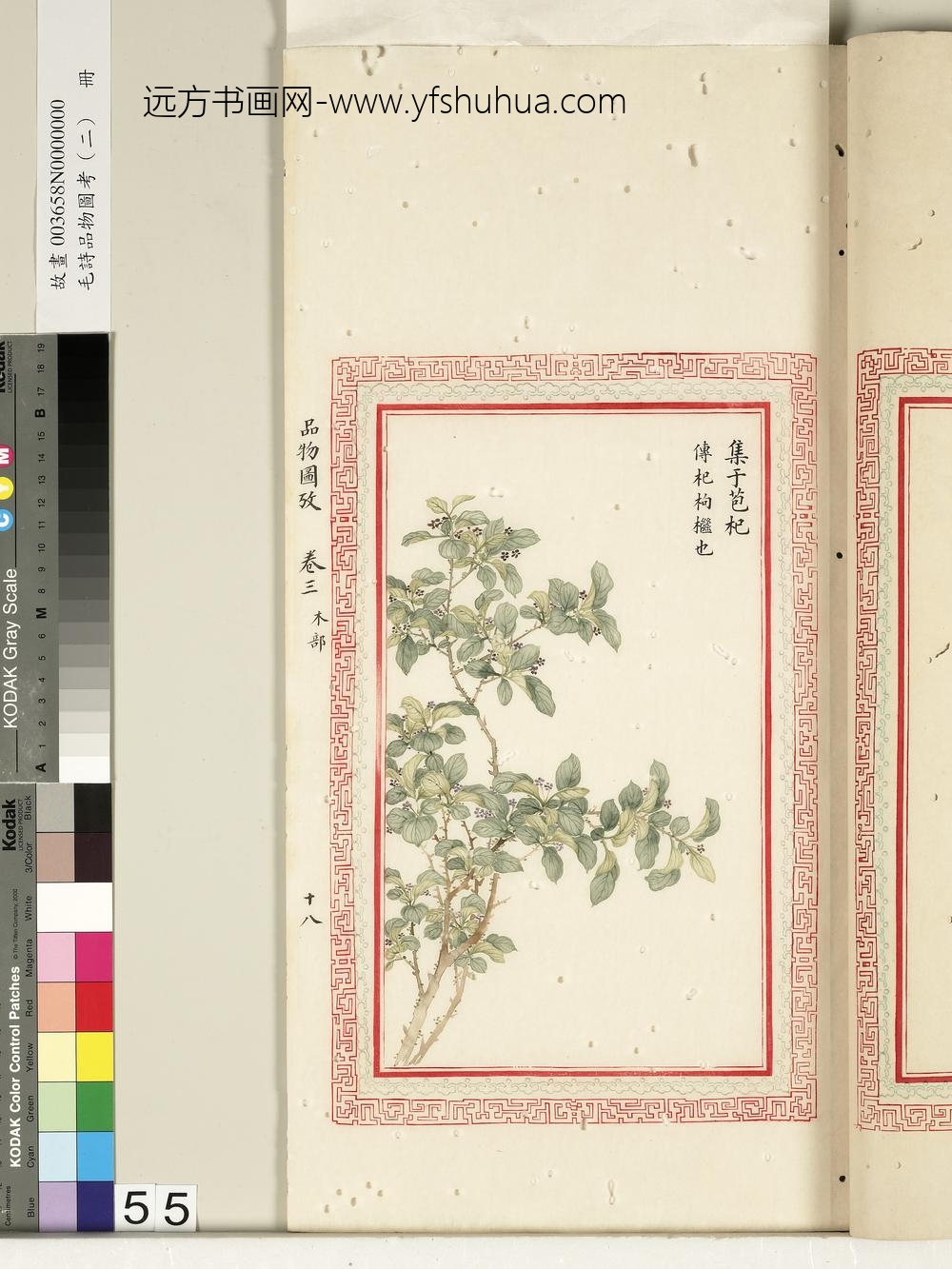 毛诗品物图考（二）册-集于苞杞-