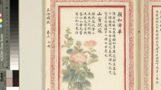 毛诗品物图考（二）册 颜如舜华山有扶苏 2.jpg