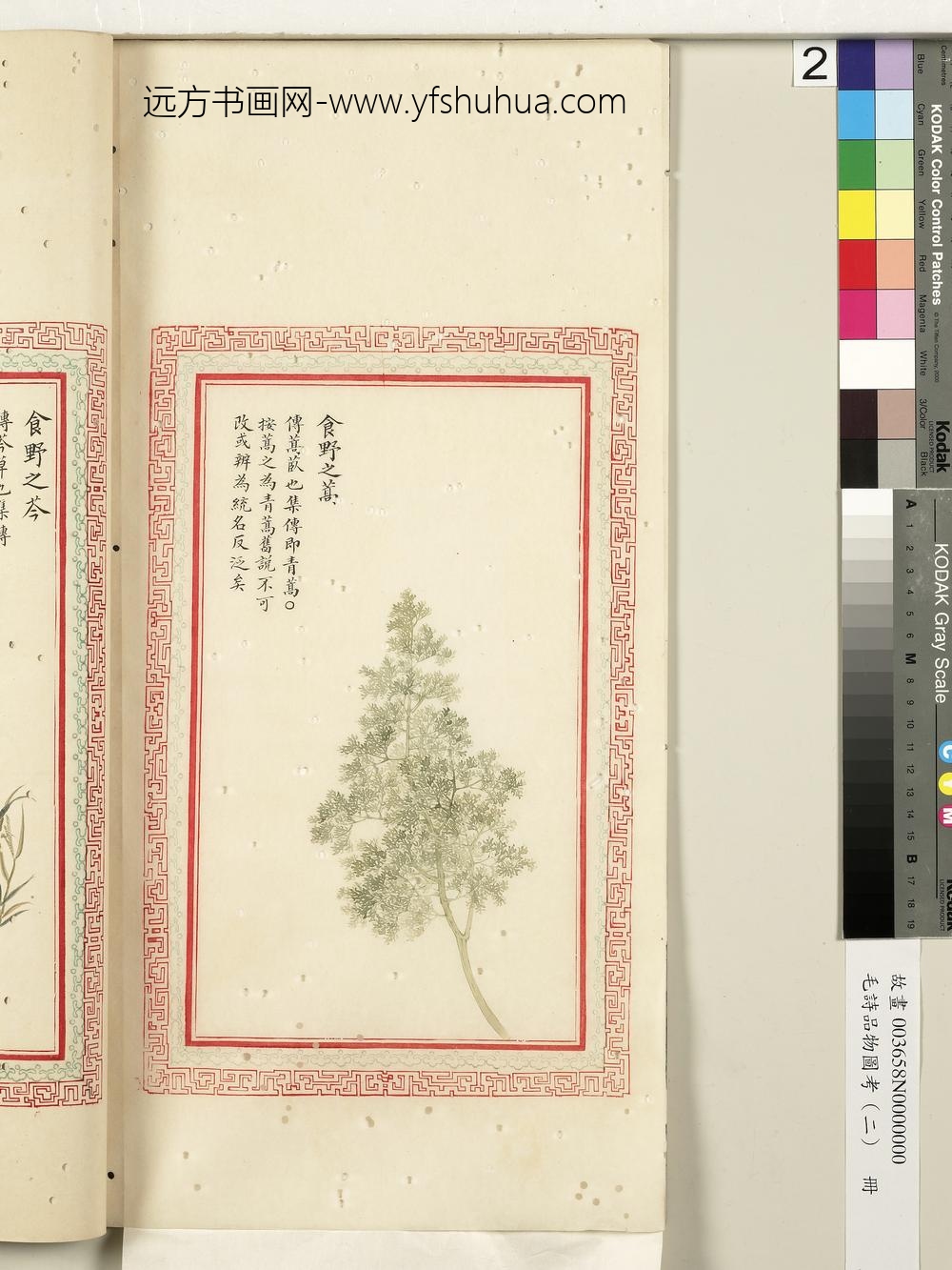 毛诗品物图考（二）册-食野之蒿-