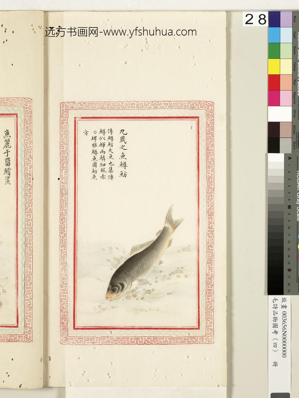 毛诗品物图考（四）册-九罭之鱼鳟鲂-