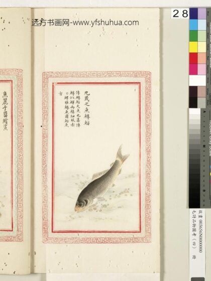 毛诗品物图考（四）册 九罭之鱼鳟鲂 1.jpg