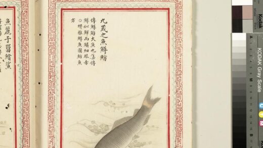 毛诗品物图考（四）册 九罭之鱼鳟鲂 2.jpg