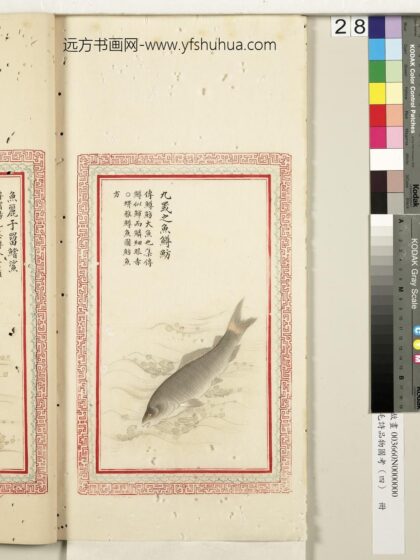 毛诗品物图考（四）册 九罭之鱼鳟鲂 2.jpg