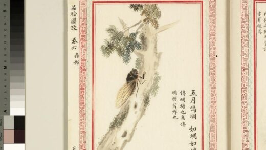 毛诗品物图考（四）册 五月鸣蜩如蜩如螗 1.jpg
