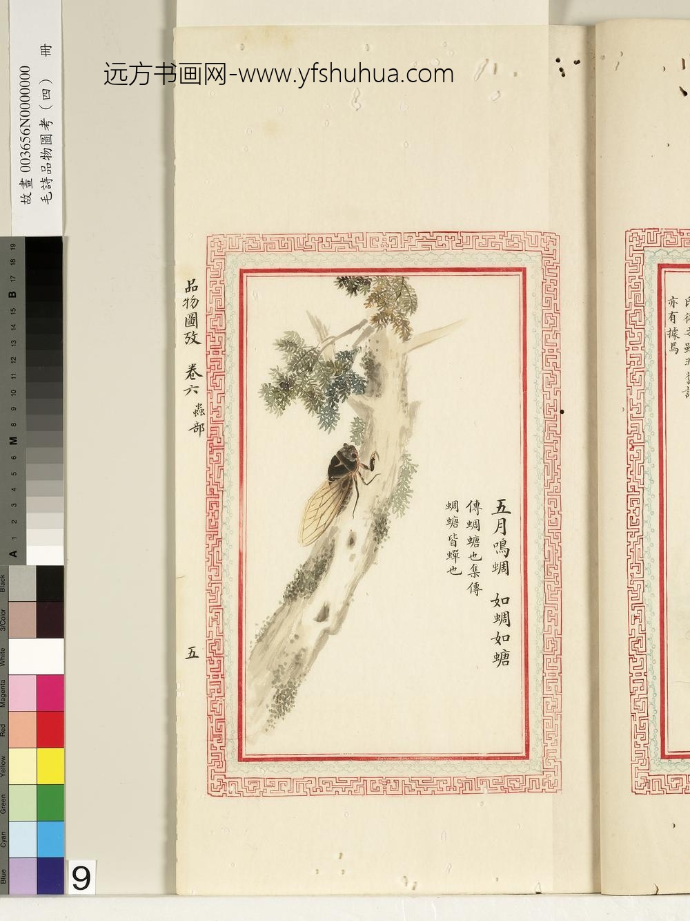 毛诗品物图考（四）册-五月鸣蜩如蜩如螗-