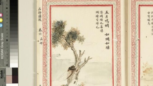 毛诗品物图考（四）册 五月鸣蜩如蜩如螗 2.jpg