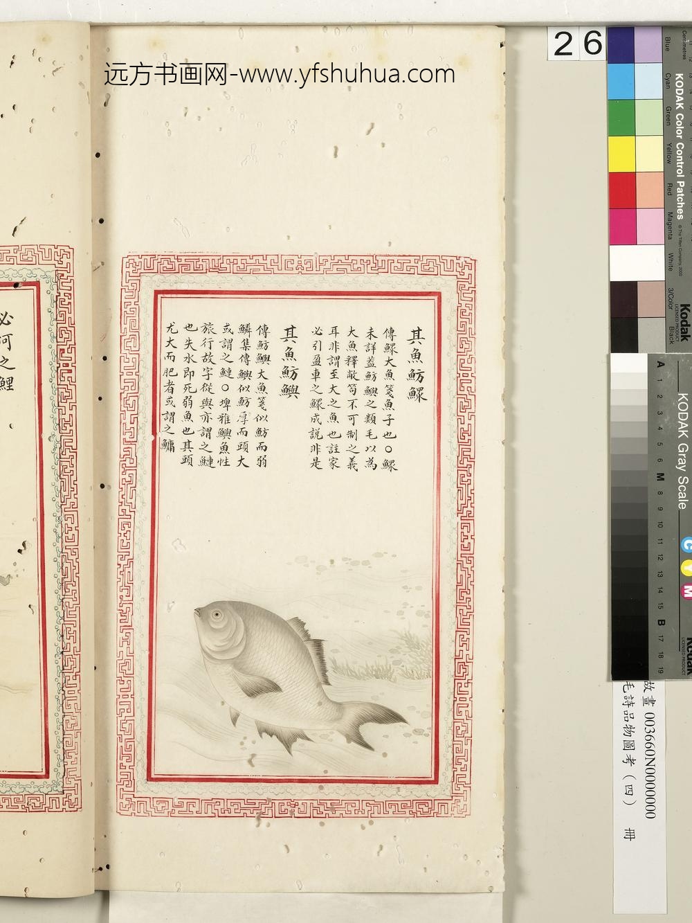 毛诗品物图考（四）册-其鱼鲂鳏其鱼鲂鱮-