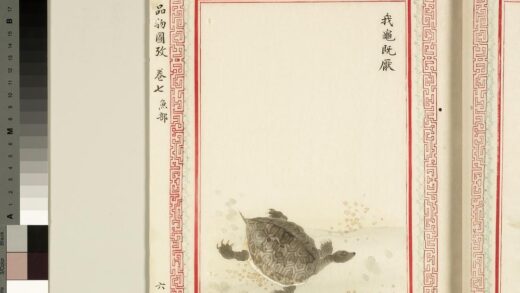 毛诗品物图考（四）册 我龟既厌 1.jpg