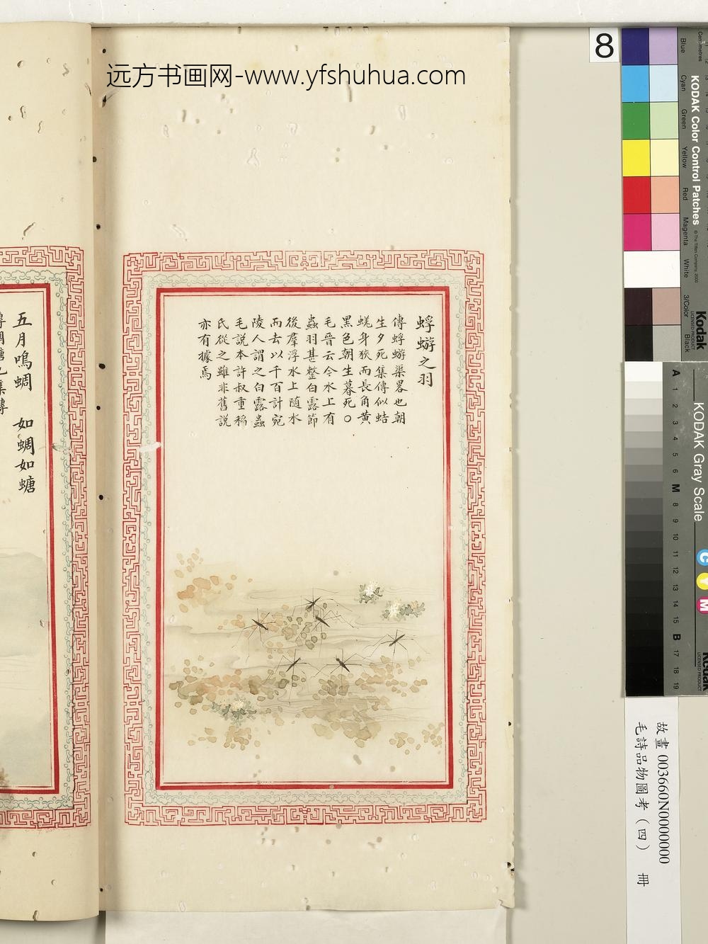 毛诗品物图考（四）册-蜉蝣之羽-