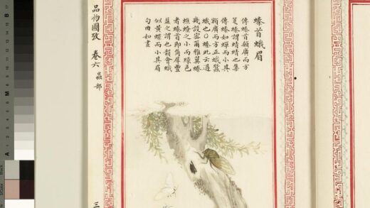 毛诗品物图考（四）册 螓首蛾眉 1.jpg
