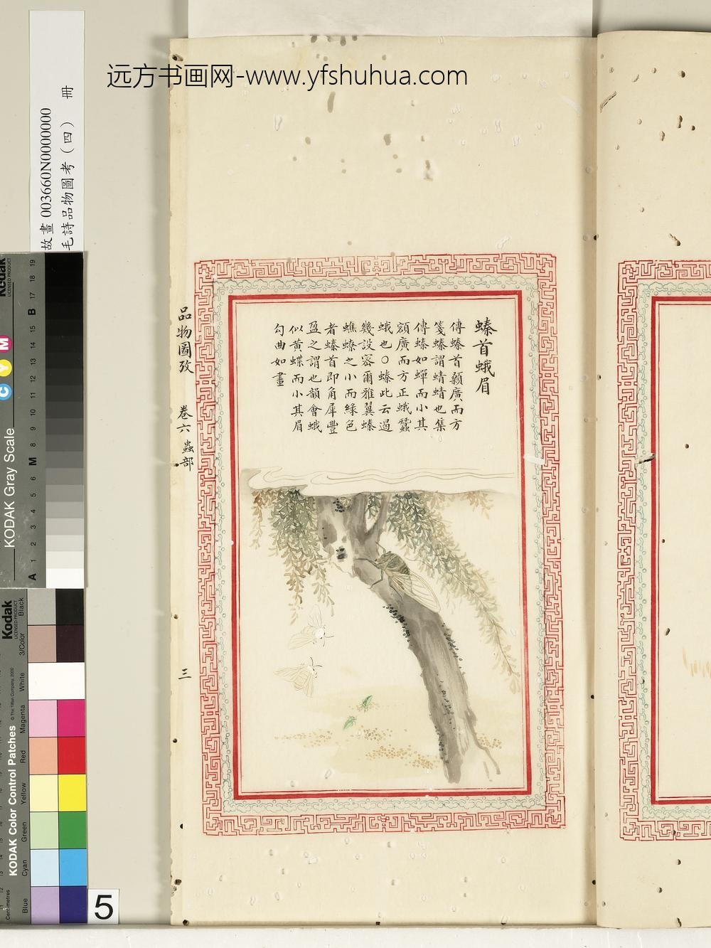 毛诗品物图考（四）册-螓首蛾眉-