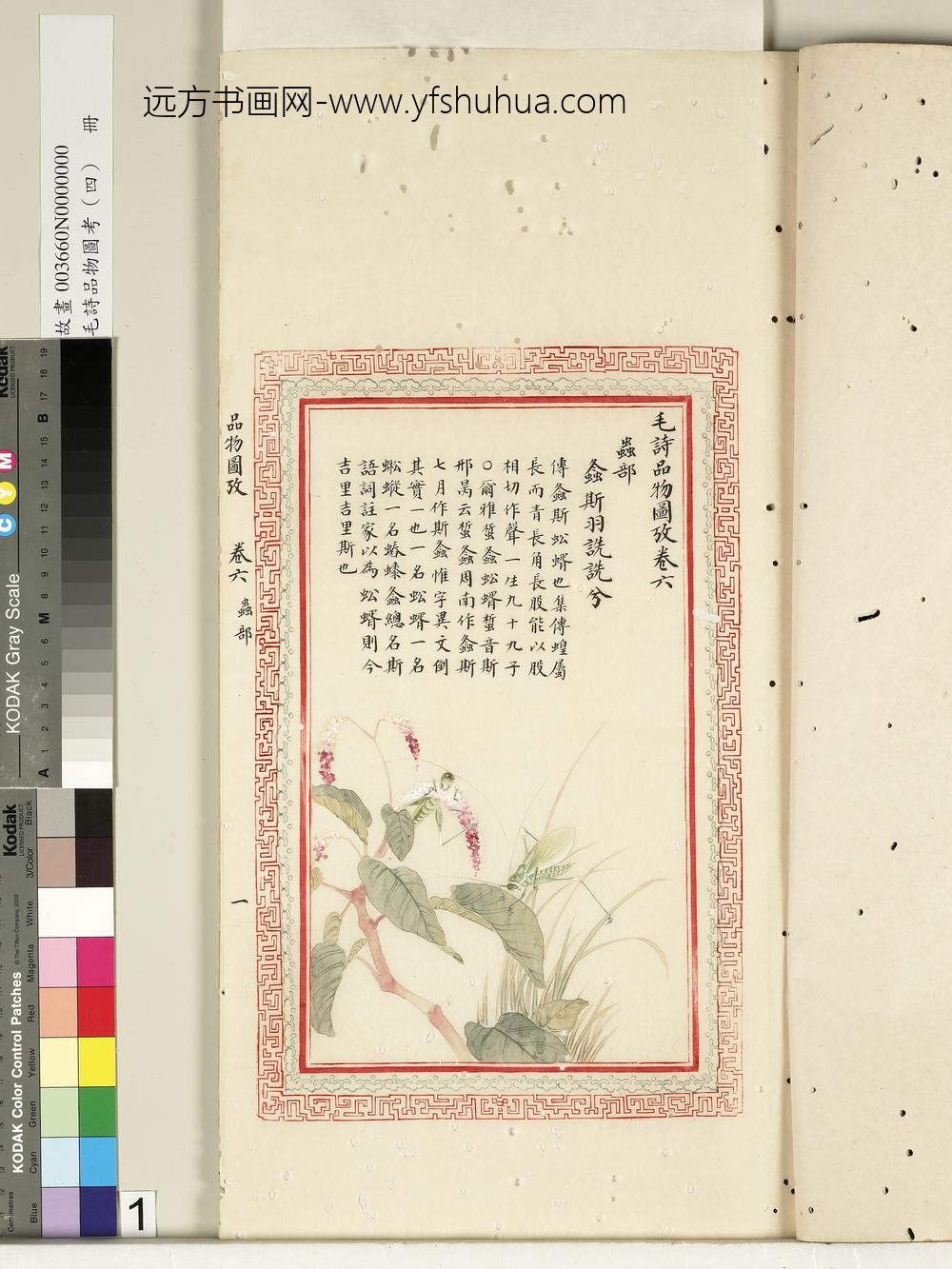 毛诗品物图考（四）册-螽斯羽诜诜兮-