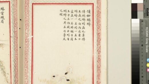 毛诗品物图考（四）册 领如蝤蛴 2.jpg