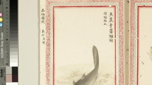 毛诗品物图考（四）册 鱼丽于罶鰋鲤 2.jpg