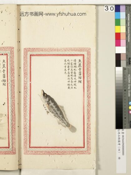 毛诗品物图考（四）册 鱼丽于罶鲂鲤 2.jpg