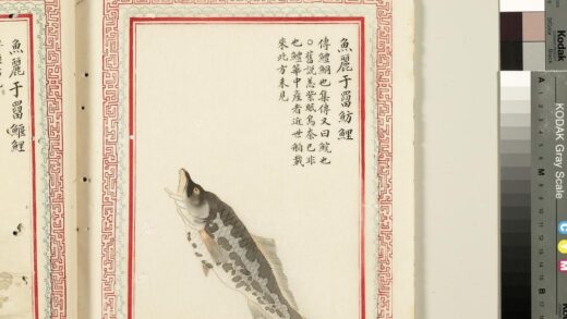 毛诗品物图考（四）册 鱼丽于罶鲂鲤 2.jpg