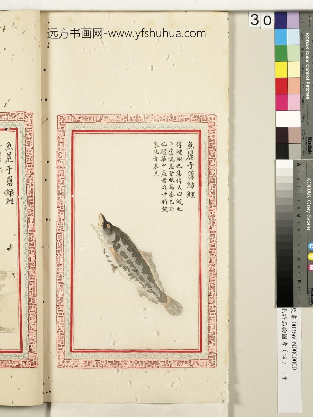 毛诗品物图考（四）册-鱼丽于罶鲂鲤-